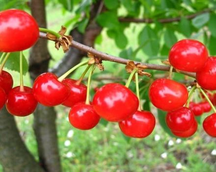 Characteristics and description of the early Shpanka cherry cultivar, pollinators and varieties