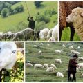 Règles et normes pour le pâturage des moutons par hectare, combien d'herbe est consommée par heure