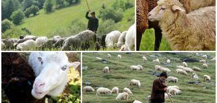 Règles et normes pour le pâturage des moutons par hectare, combien d'herbe est consommée par heure