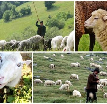 Pravila i norme za ispašu ovaca po hektaru, koliko trave pojede na sat