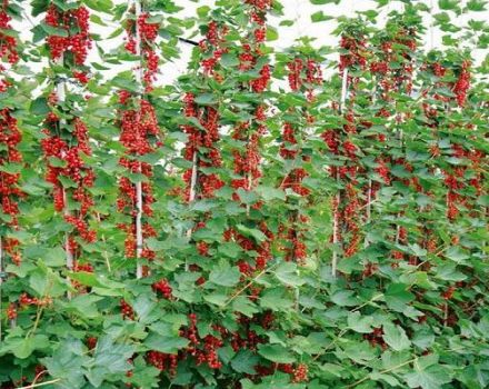 Planter, cultiver et entretenir des groseilles rouges en plein champ