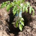 What soil composition to choose for tomato seedlings