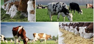 Identificación de vacas forrajeras y preparación de la ración, registro del consumo de pienso