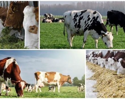 Determinación de vacas forrajeras y preparación de la ración, teniendo en cuenta el consumo de alimento.