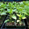 Causes and treatment of diseases of peppers, when seedlings have pimples and leaves curl