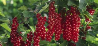 Descripción y características de la variedad de grosella roja Rovada, plantación y cuidado.