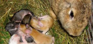 Combien de jours après la naissance pouvez-vous commencer à arriver le lapin et la technologie