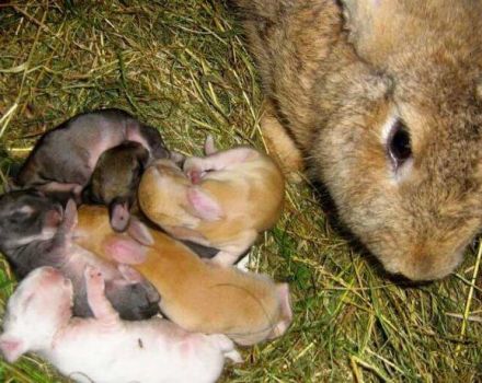 How many days after the birth can you start to happen the rabbit and technology