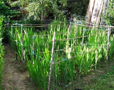 Raisons pour lesquelles les glaïeuls ne fleurissent pas, méthodes de traitement et de prévention