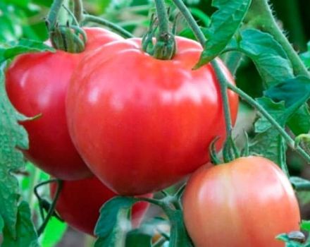 Description de la variété de tomate Juliet, ses caractéristiques