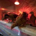 Durée de la journée pour les poules pondeuses en hiver, règles et régime d'éclairage