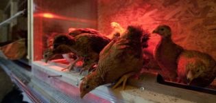 Durée de la journée pour les poules pondeuses en hiver, règles et régime d'éclairage