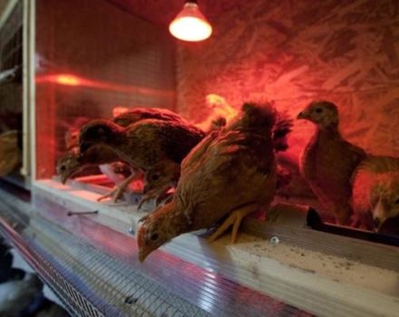 Durée de la journée pour les poules pondeuses en hiver, règles et régime d'éclairage