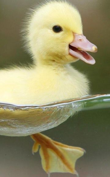 Que regalar a los patitos para tratar la diarrea en casa y prevención.