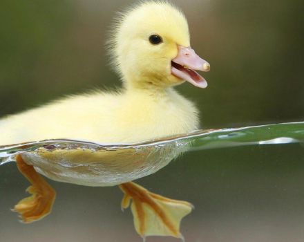 Que regalar a los patitos para tratar la diarrea en casa y prevención.