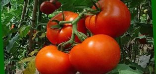 Description et caractéristiques des variétés en croissance de tomate Perseus