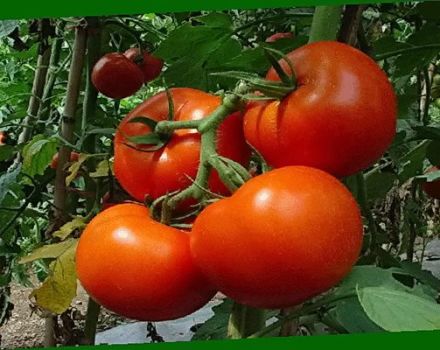 Description et caractéristiques des variétés en croissance de tomate Perseus