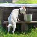 Mengapa kambing tidak minum air dan bagaimana melatihnya, apa yang harus dilakukan jika mereka minum sabun