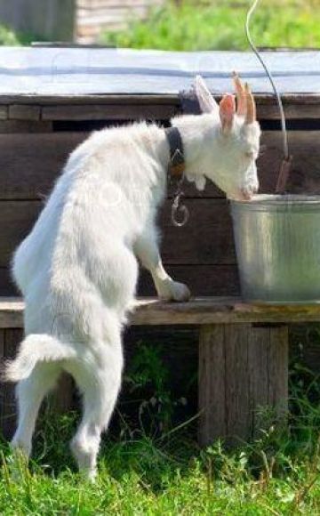 Why goats don't drink water and how to train them, what to do if they drank soapy water