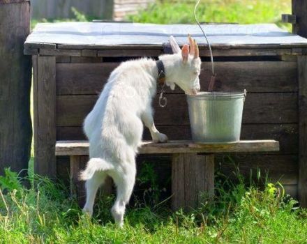 Por qué las cabras no beben agua y cómo entrenarlas, qué hacer si beben agua con jabón