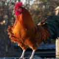 ¿Puede una gallina sin un gallo poner huevos? ¿Necesita un pájaro para la producción de huevos?