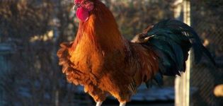 ¿Puede una gallina sin un gallo poner huevos? ¿Necesita un pájaro para la producción de huevos?