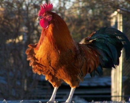 Bolehkah ayam betina tanpa ayam jantan bertelur, apakah dia memerlukan burung untuk pengeluaran telur?