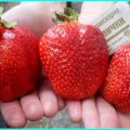 Description and characteristics of the strawberry variety Asia, yield and cultivation