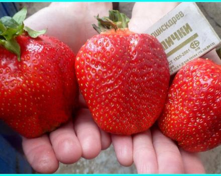 Penerangan dan ciri-ciri pelbagai strawberi Asia, hasil dan penanaman