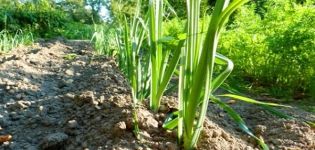 Medidas de control y tratamiento de las cebollas del mildiú velloso (mildiú velloso)