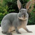 Description and characteristics of Rex rabbits, rules of maintenance