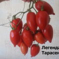 Caractéristiques et description de la variété de tomate Legenda Tarasenko (multiflora), son rendement