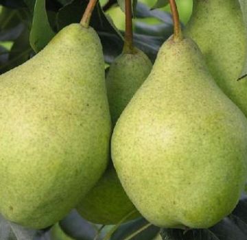 Description and characteristics of pears of the Enchanting variety, planting technology and care