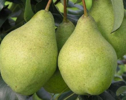 Description and characteristics of pears of the Enchanting variety, planting technology and care