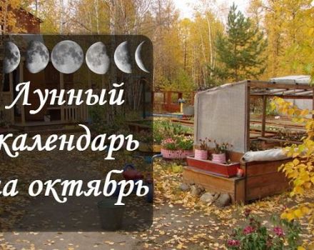 Lunar sowing calendar of the gardener and gardener, table of works for October 2020