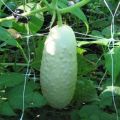 Description of varieties of white cucumbers, growing and caring for them