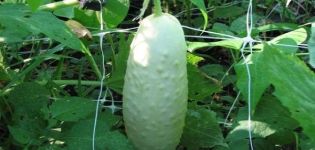 Description of varieties of white cucumbers, growing and caring for them