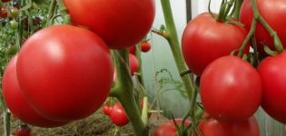 Description de la variété de tomate Marquis, culture, plantation et entretien