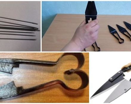 How and what to sharpen sheep shears at home, top 5 ways