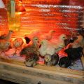 Optimum temperatures for raising day old chicks