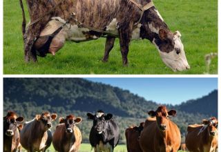 Determinación del período de servicio para las vacas y cuánto dura el ciclo intersomático.