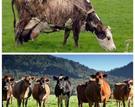 Determination of the service period for cows and how long the interbody cycle lasts