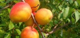 Description of the early and late varieties of apricots Melitopol, the history of selection and yield