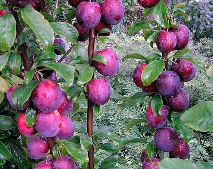 20 meilleures variétés de prune en colonne avec une description, des règles de plantation et des soins