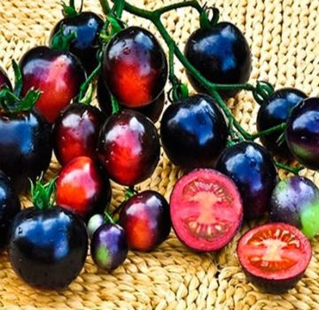 Características y descripción de la variedad de tomate Uva Negra, su rendimiento