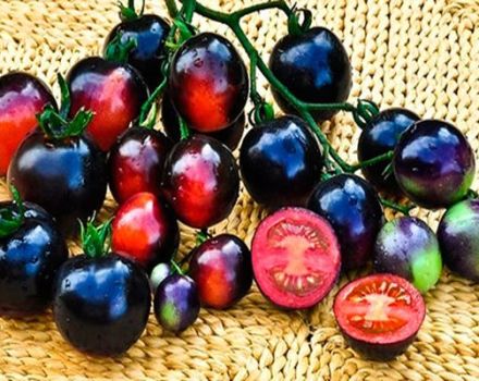 Characteristics and description of the Black Bunch tomato variety, its yield