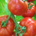 Caractéristiques et description de la variété de tomate Khlynovsky