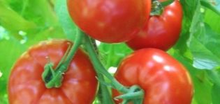 Características y descripción de la variedad de tomate Khlynovsky.