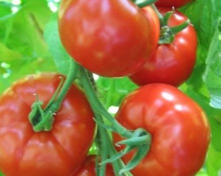 Characteristics and description of the tomato variety Khlynovsky