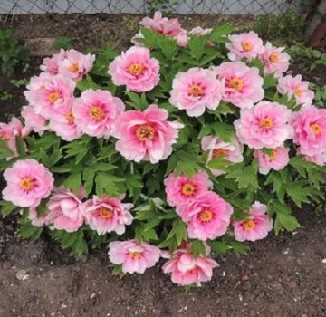 Différences et caractéristiques de la pivoine arborescente et de la pivoine herbacée